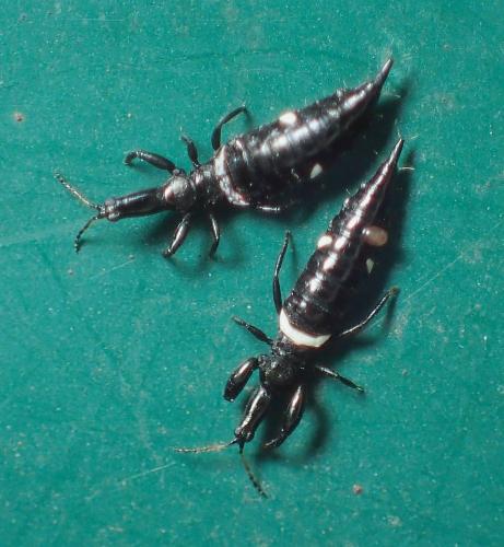 Réf. 244 043 : Compsothrips albosignatus